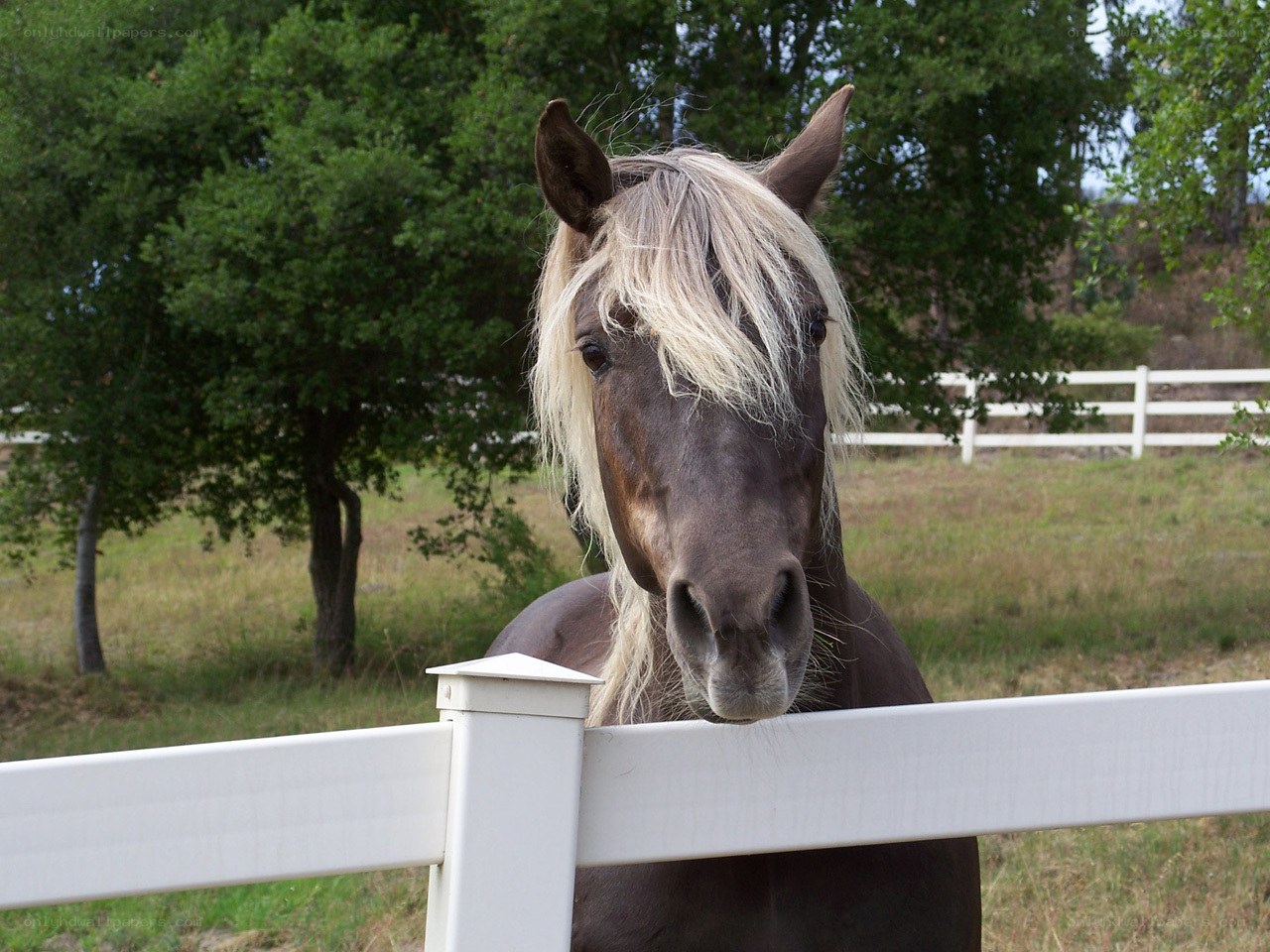 horse with blonde mane