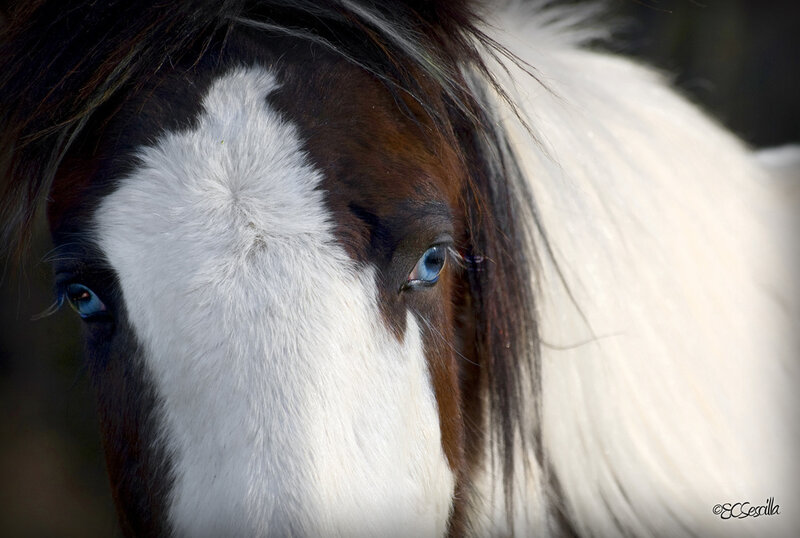 Horse with Blue Eyes — Brown