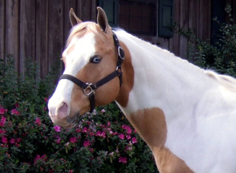 Horse with Blue Eyes