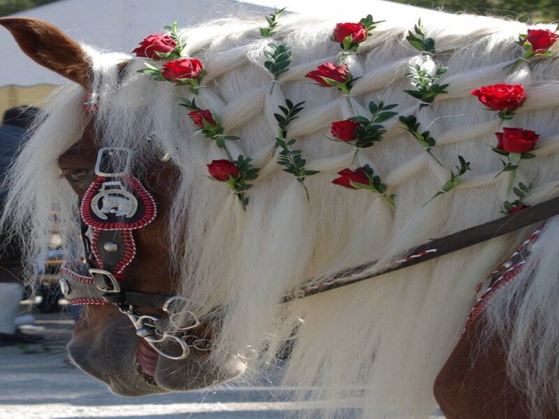 Horse with Braided Mane — White