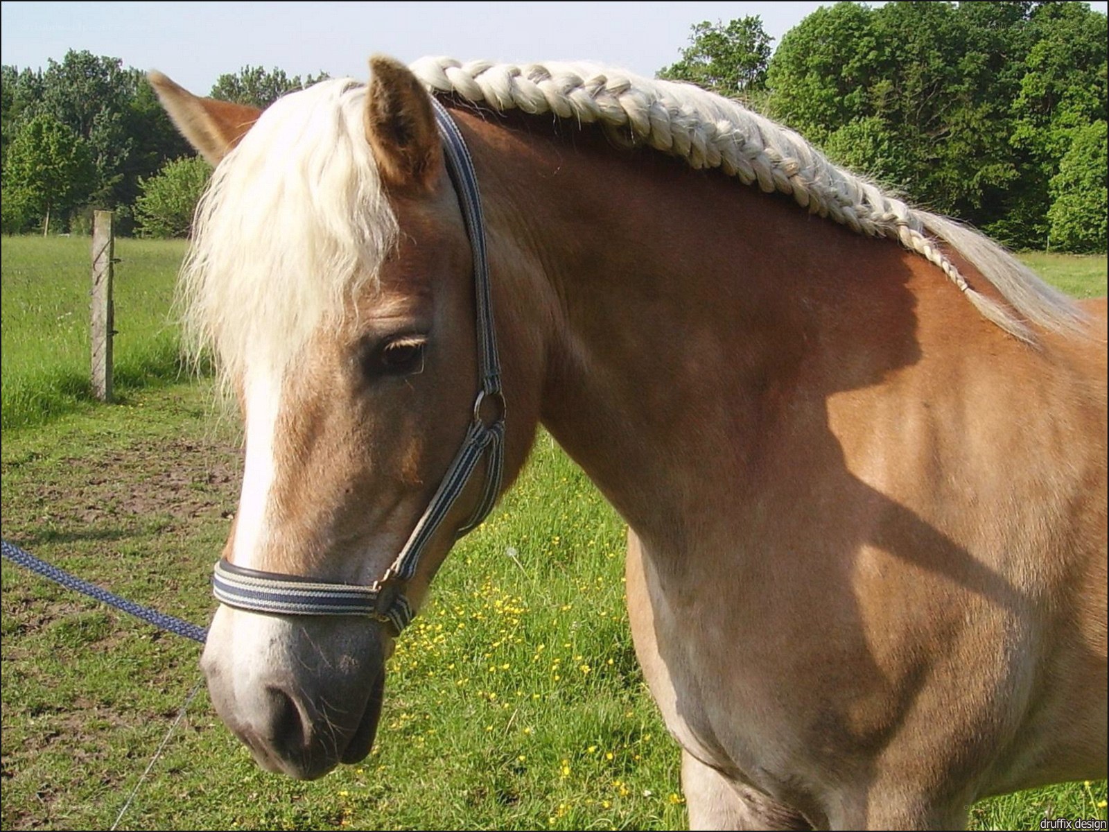 horse with braided mane