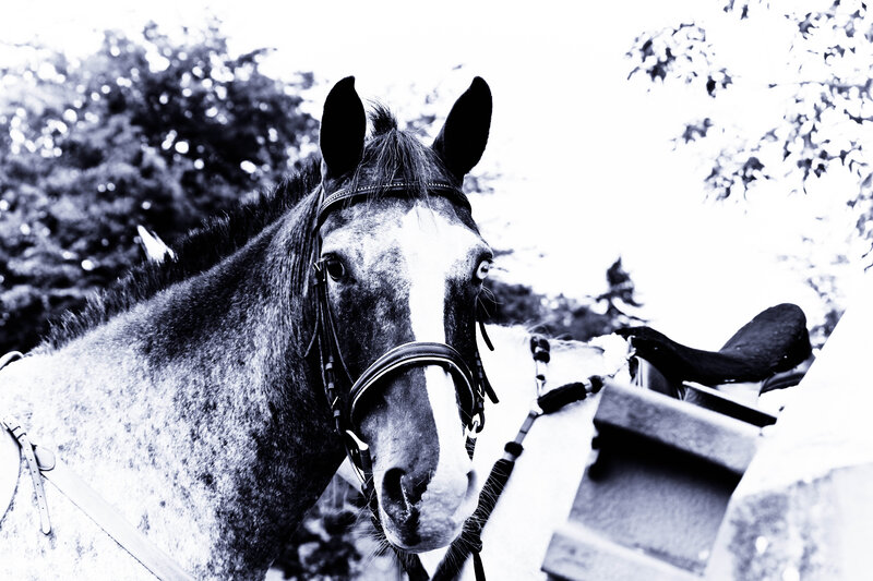 Horse with Bridle — Black