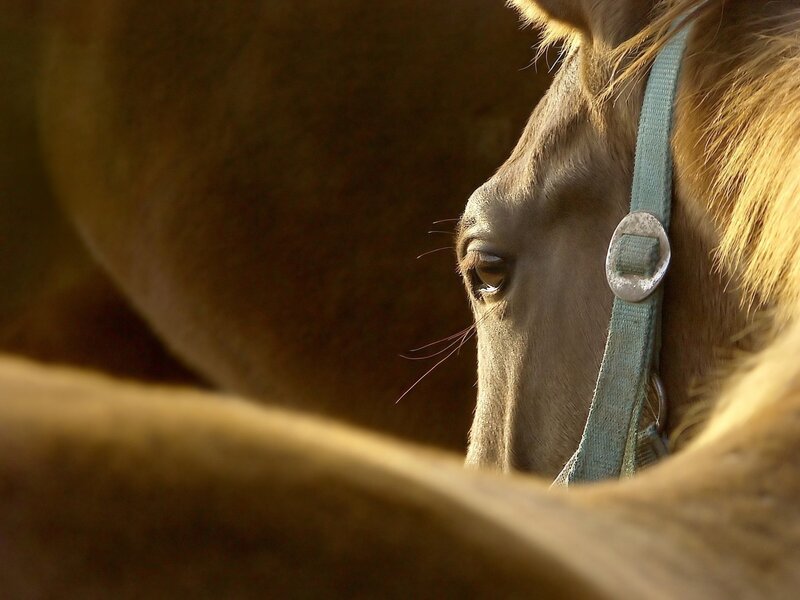 horse with bridle in sunlight
