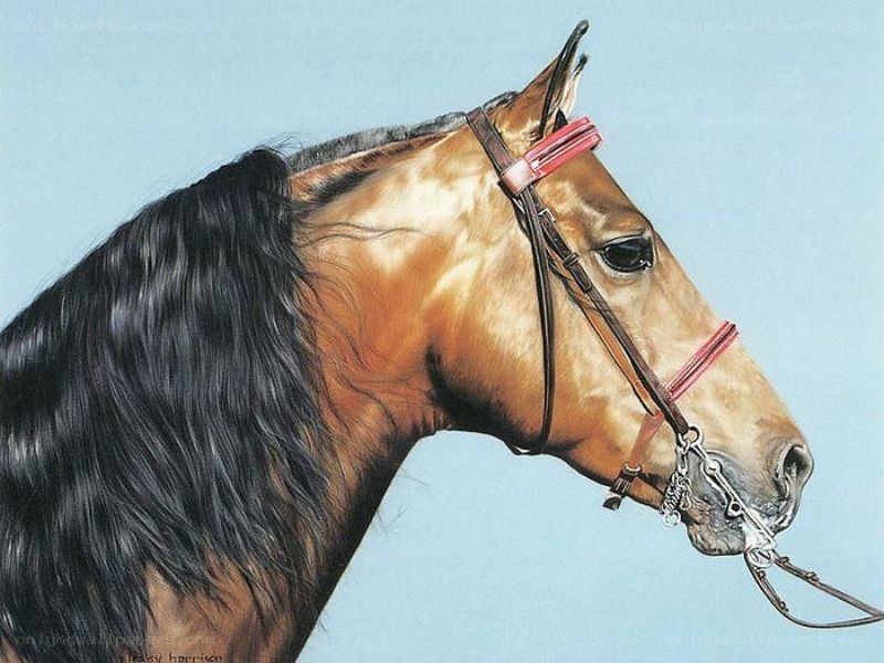 horse with bridle