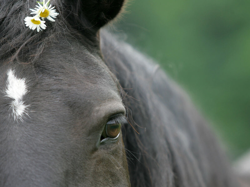 horse with daisies in mane