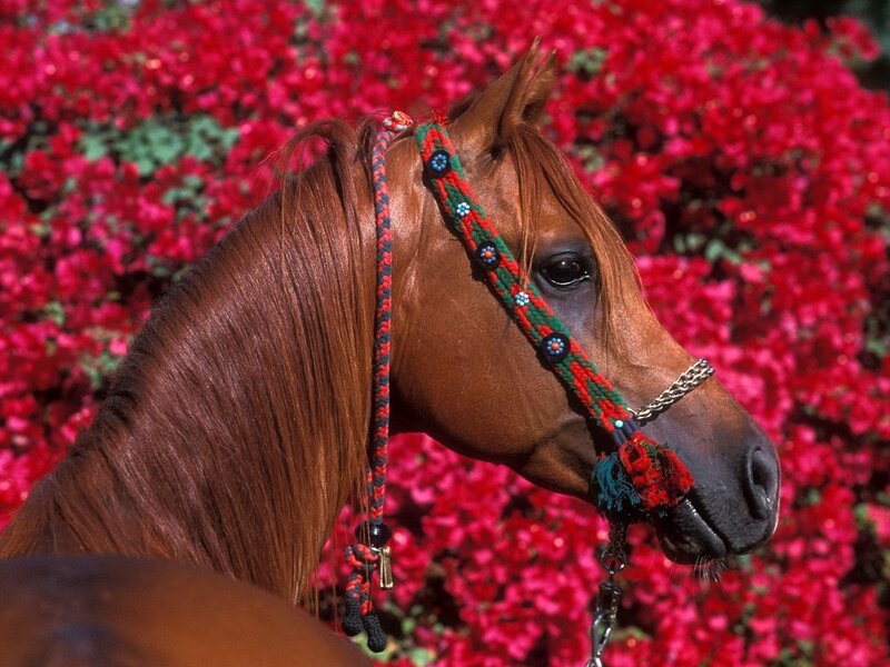 horse with decorative bridle
