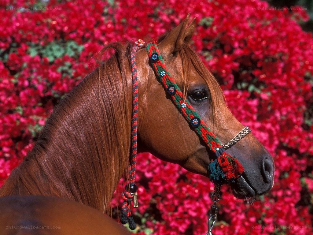 horse with decorative bridle