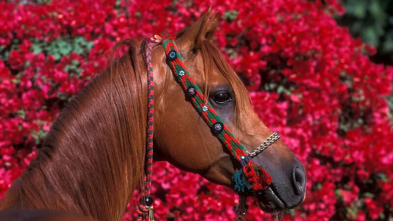 horse with decorative bridle