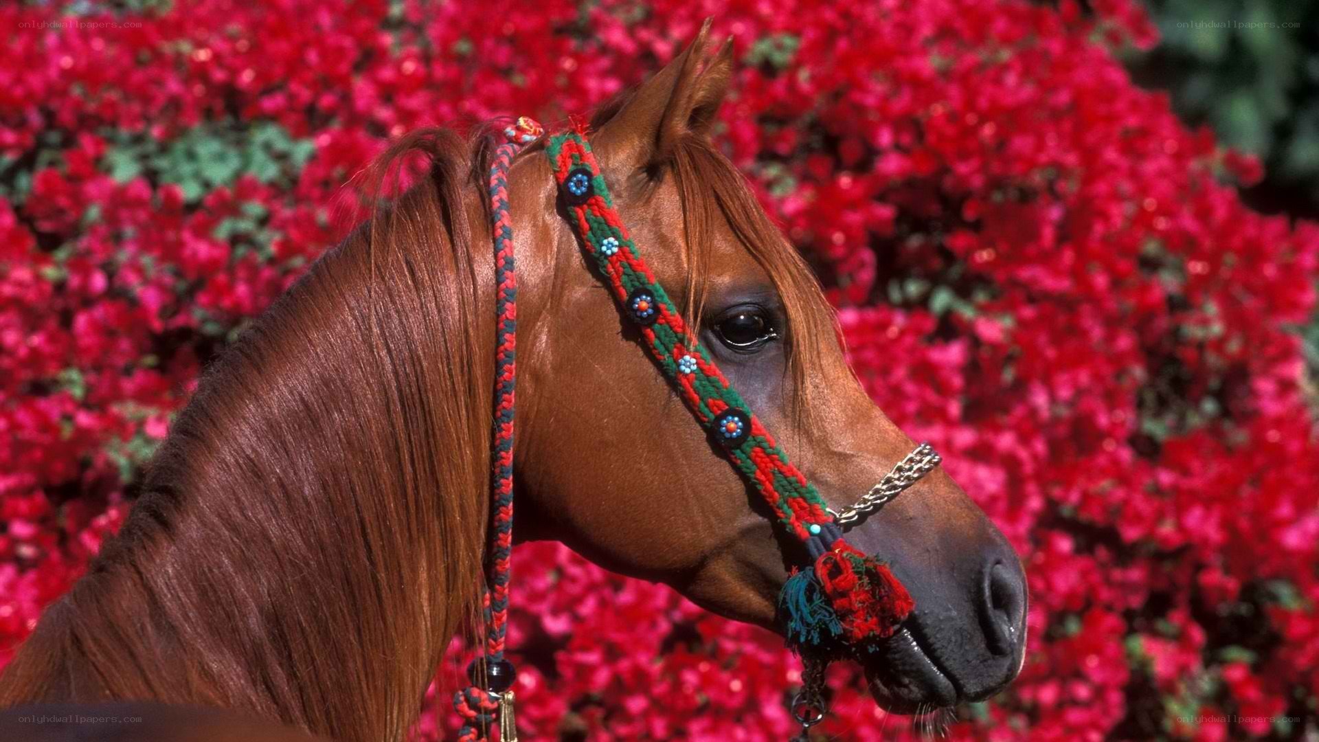 horse with decorative bridle