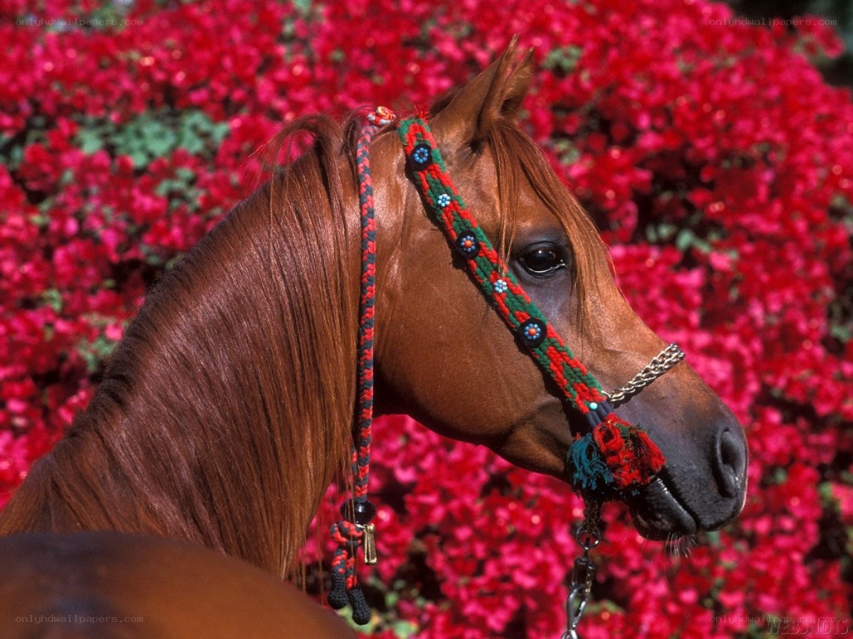 horse with floral bridle