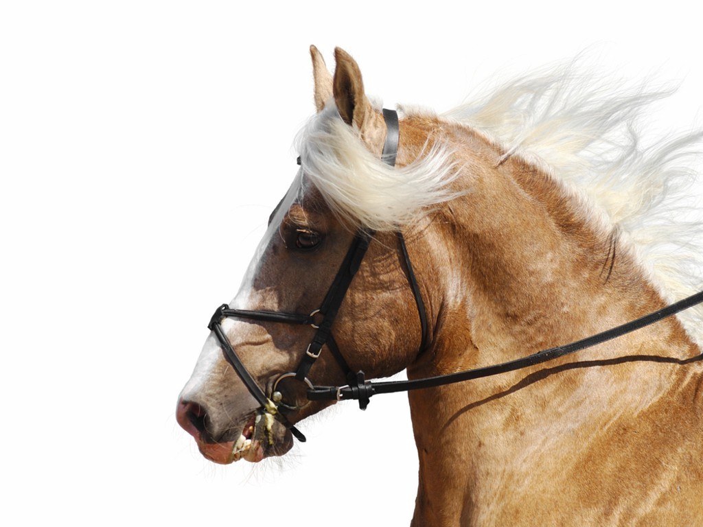 horse with flowing mane