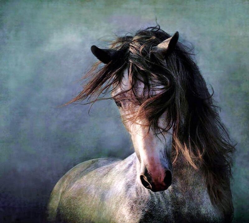 horse with flowing mane