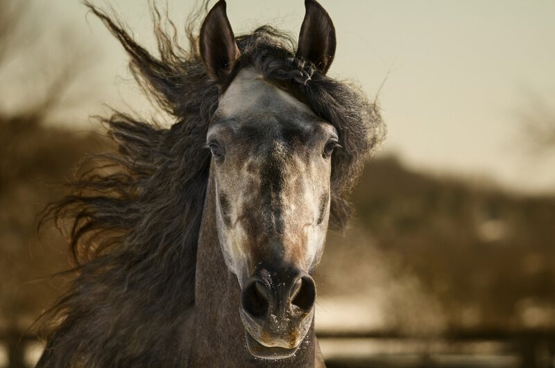 Horse with Flowing Mane — Brown, Dramatic, Sunset
