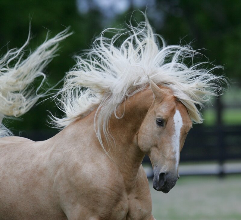 horse with flowing white mane