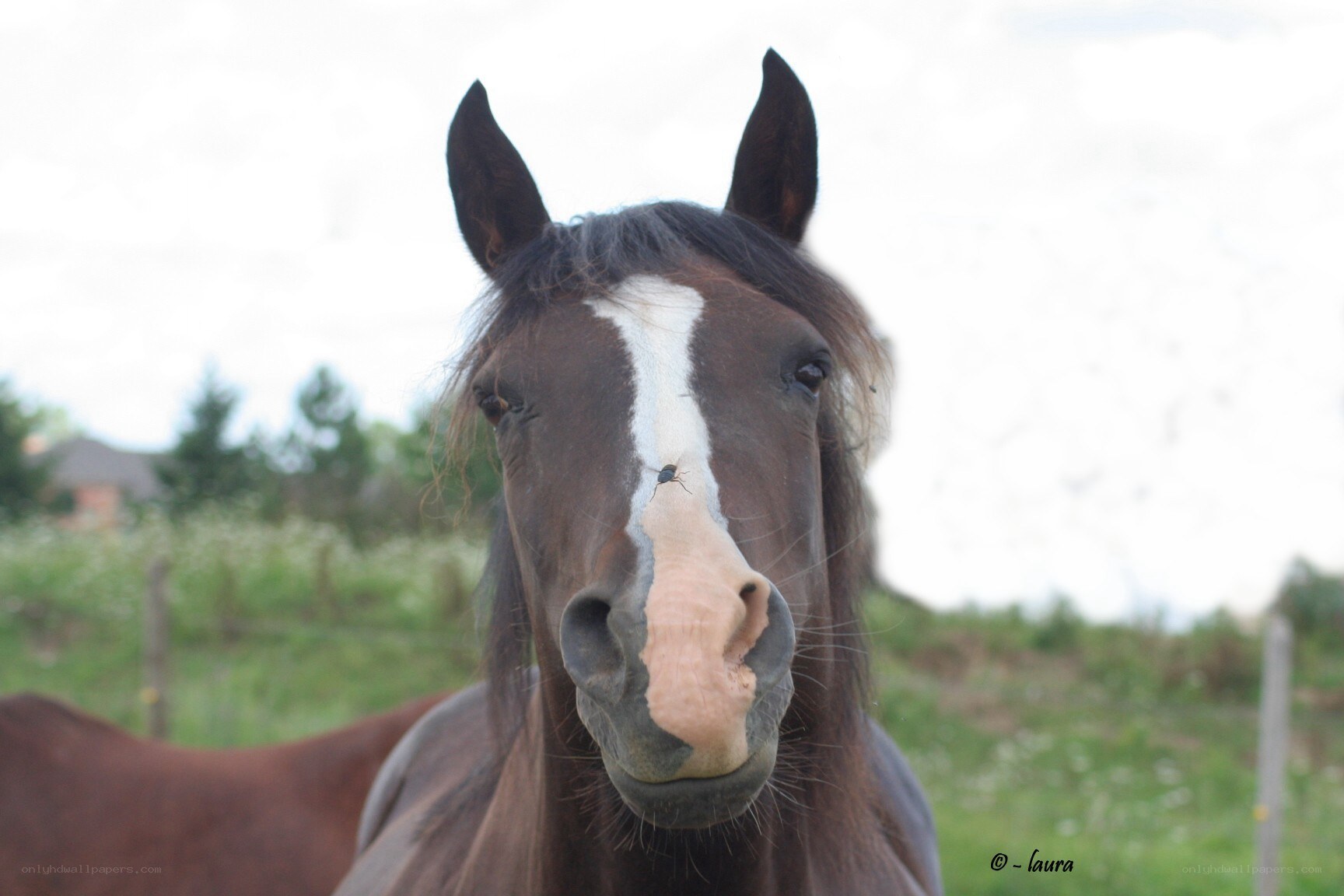 horse with fly on nose