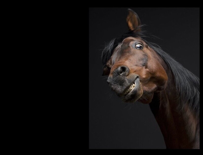 horse with funny face