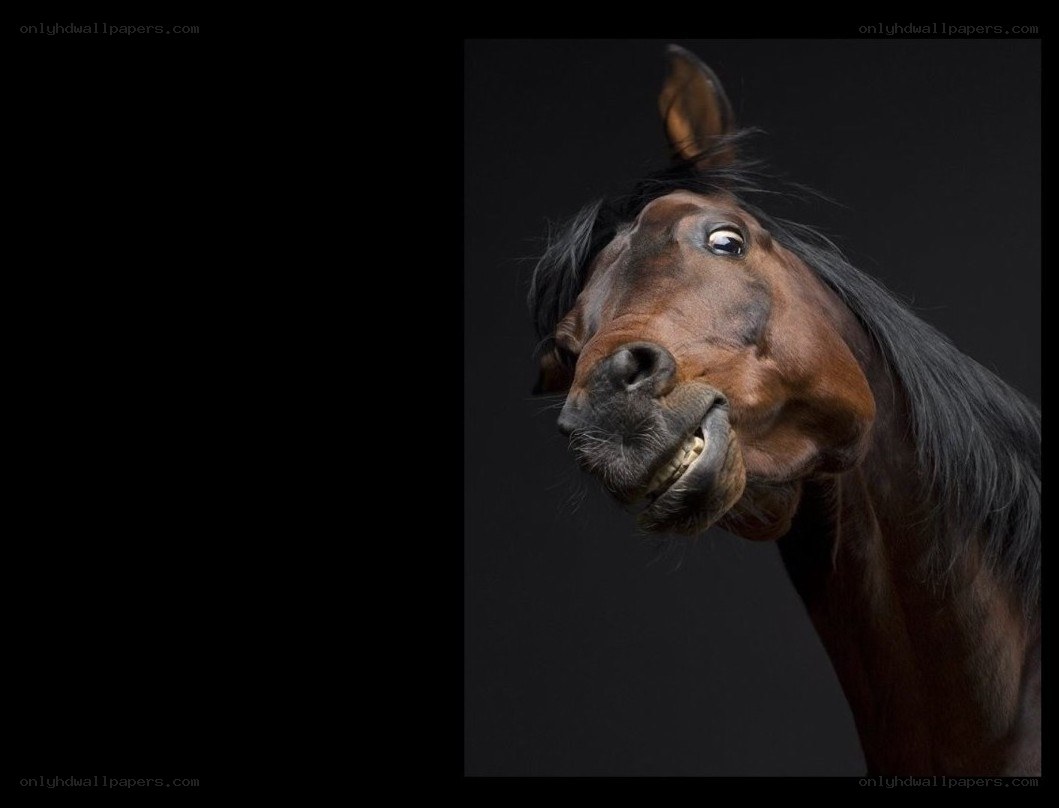 horse with funny face