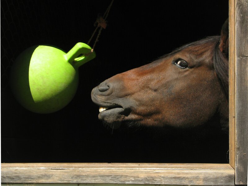 horse with green ball