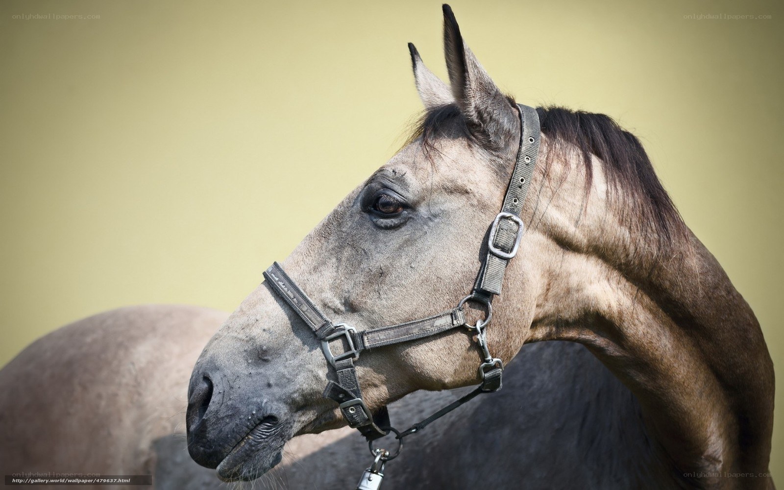 horse with halter