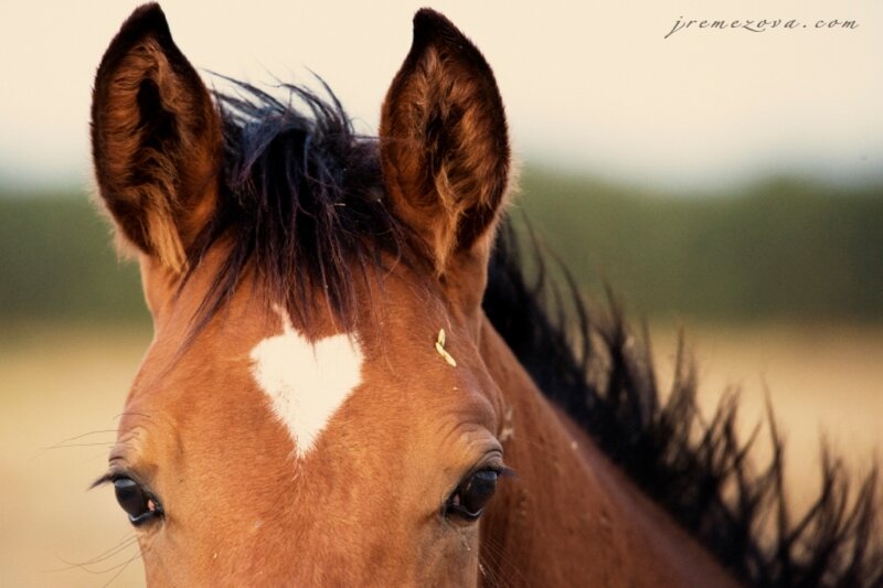Horse with Heart Marking
