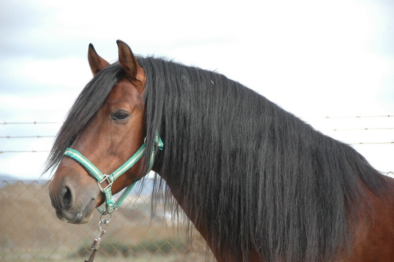 horse with long mane
