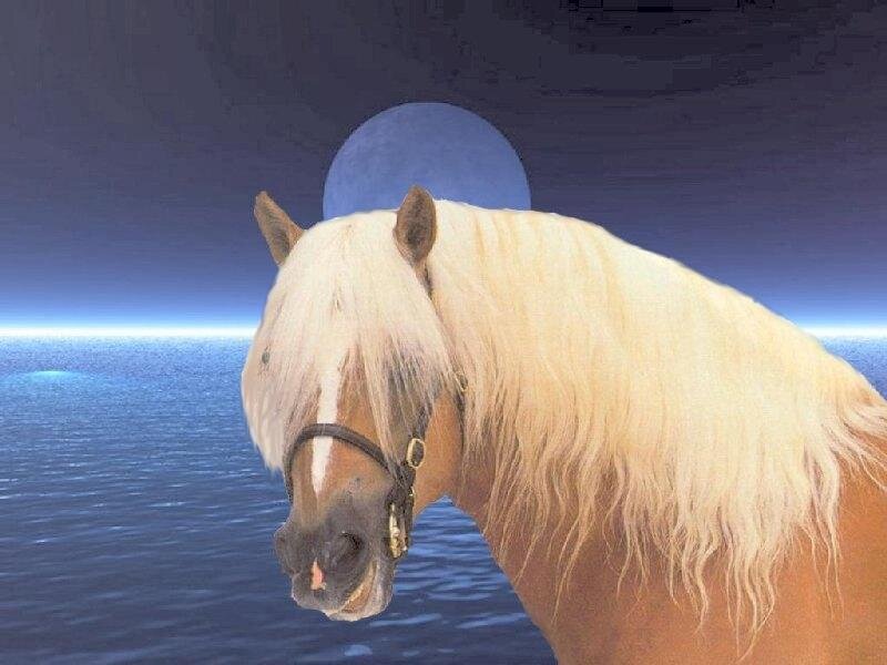 horse with long mane