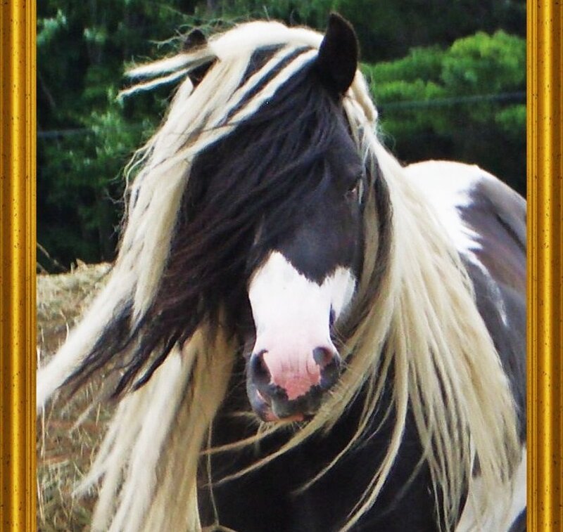 horse with long mane