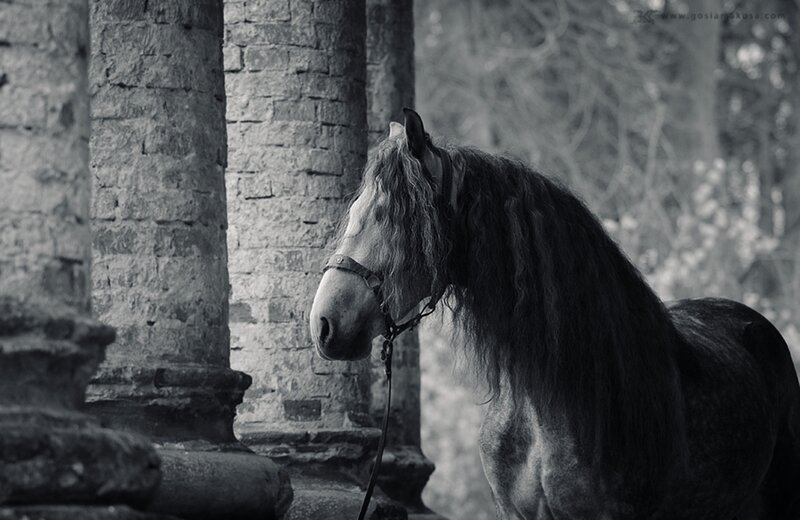 Horse with Long Mane — Black