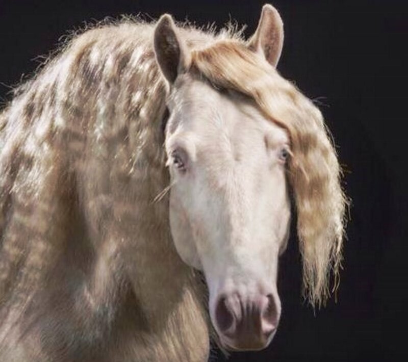 Horse with Long Mane — White