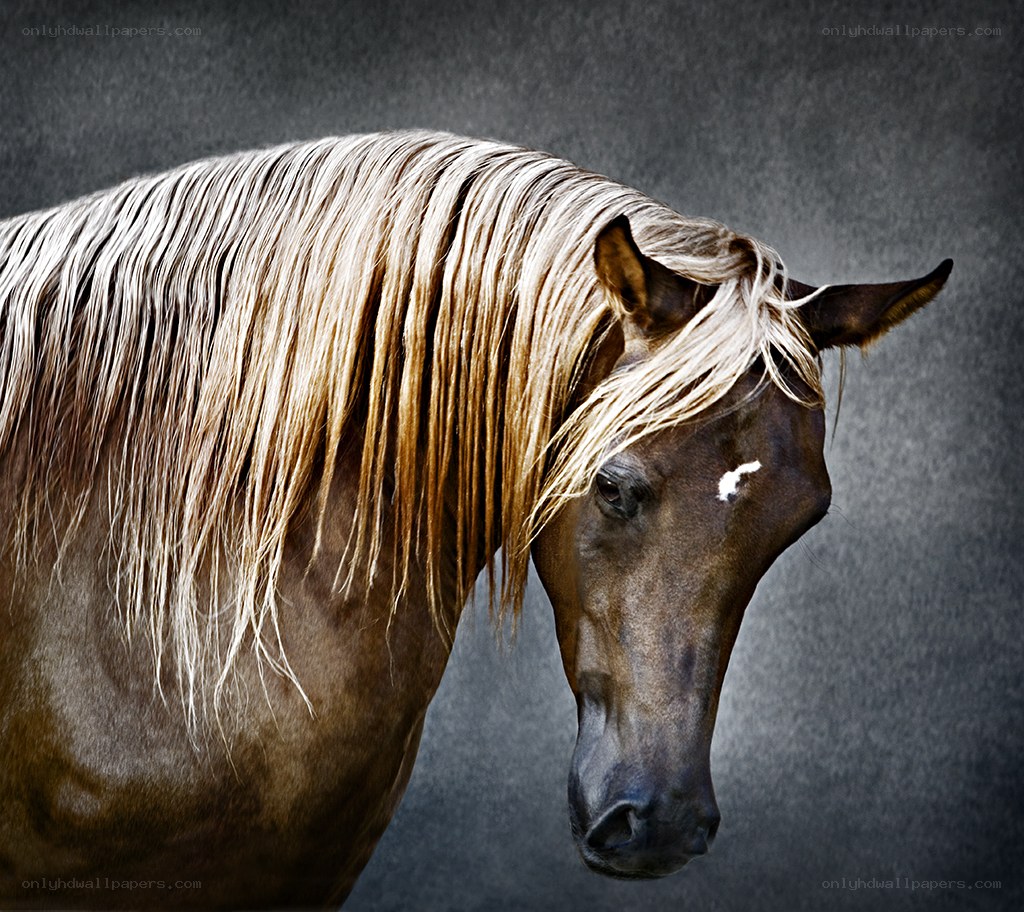 horse with long mane
