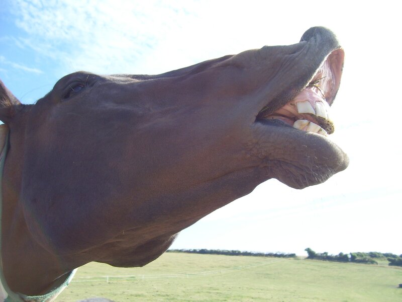horse with open mouth