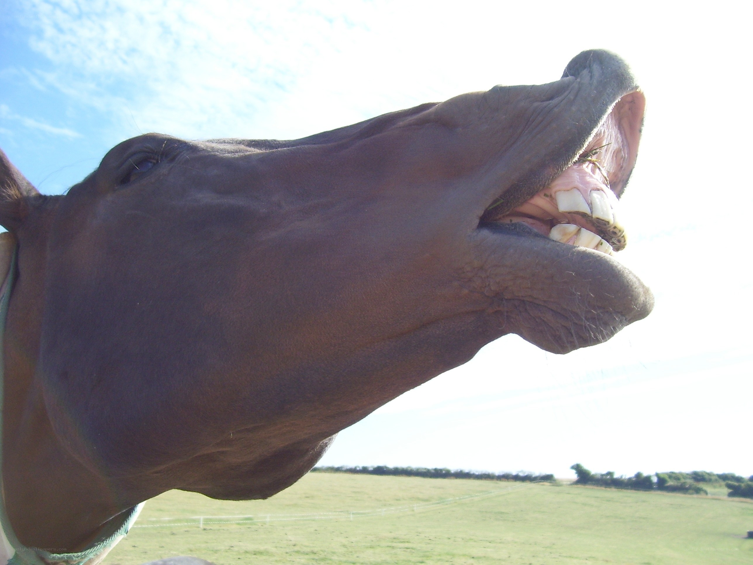 horse with open mouth