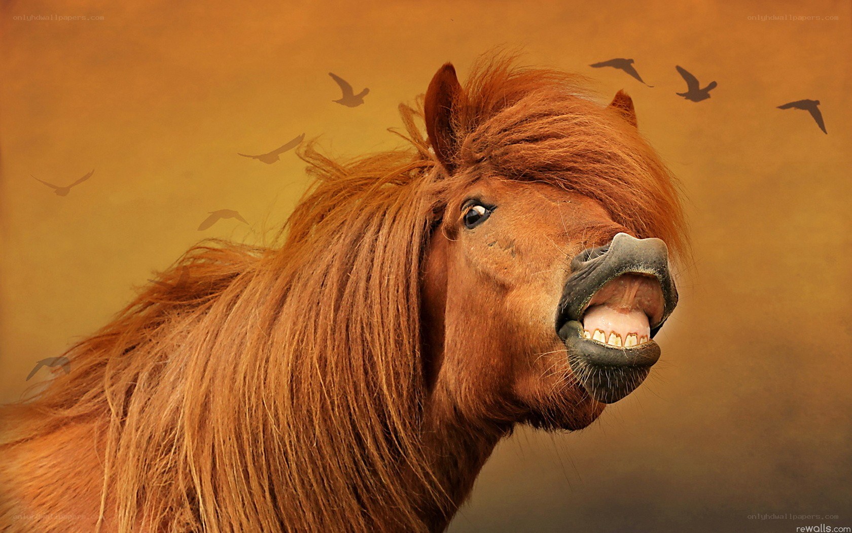 horse with open mouth