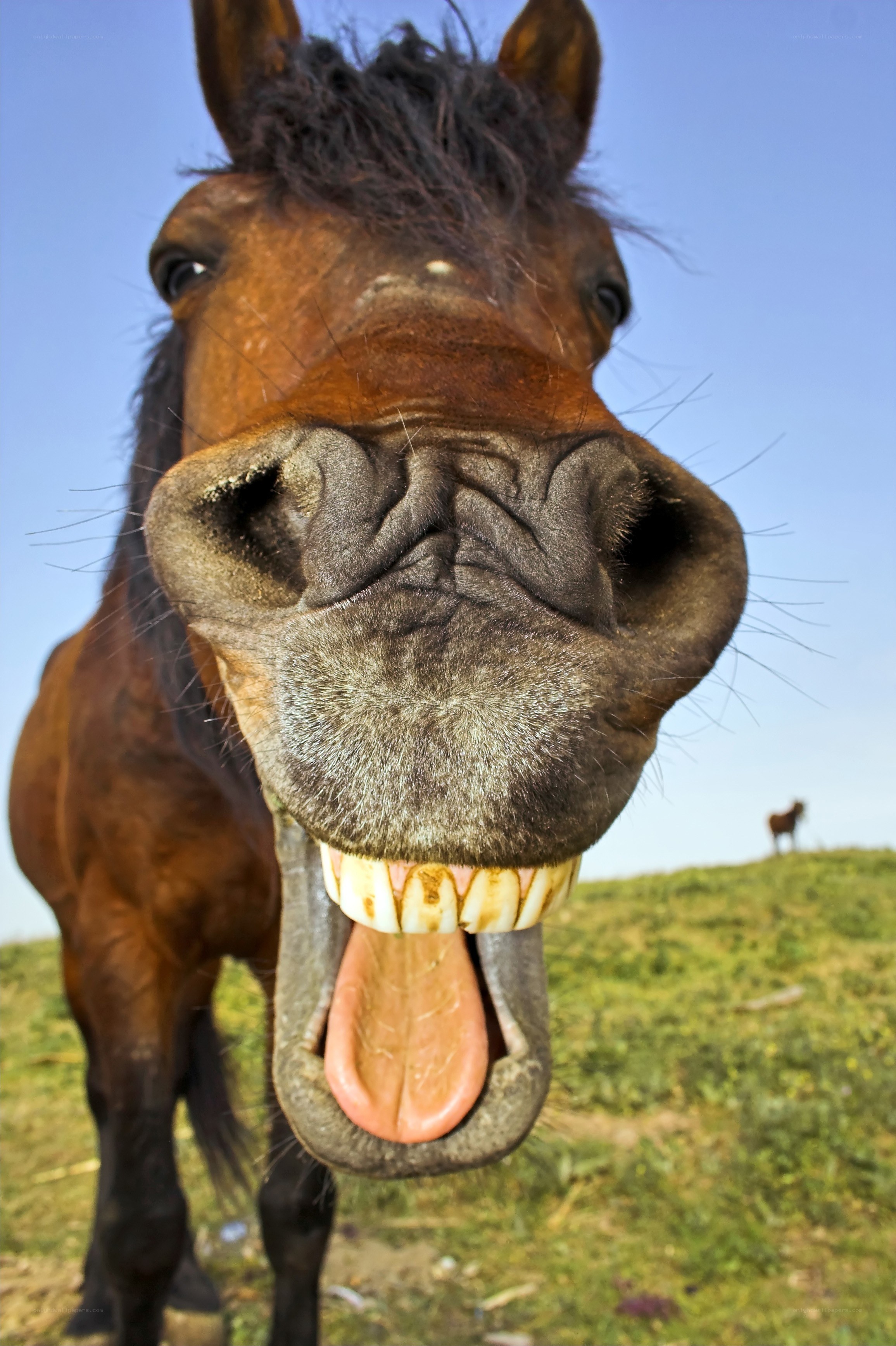 horse with open mouth