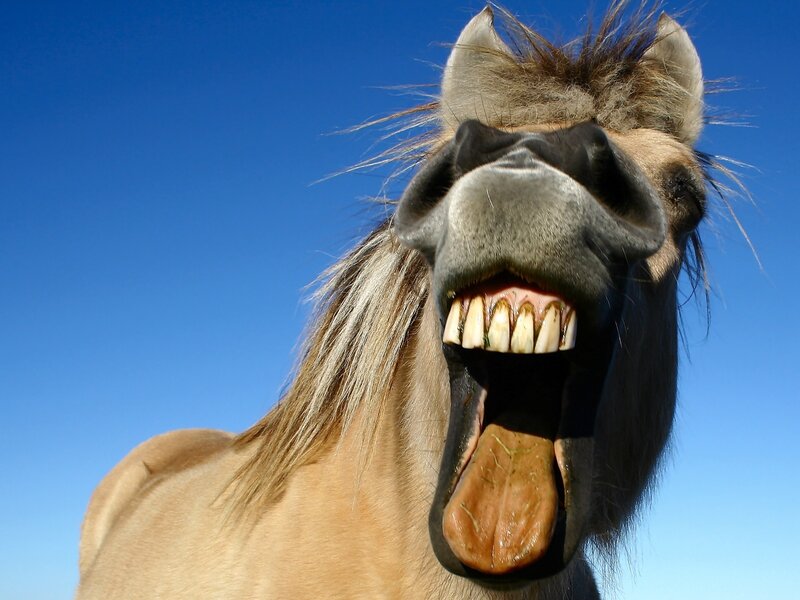horse with open mouth