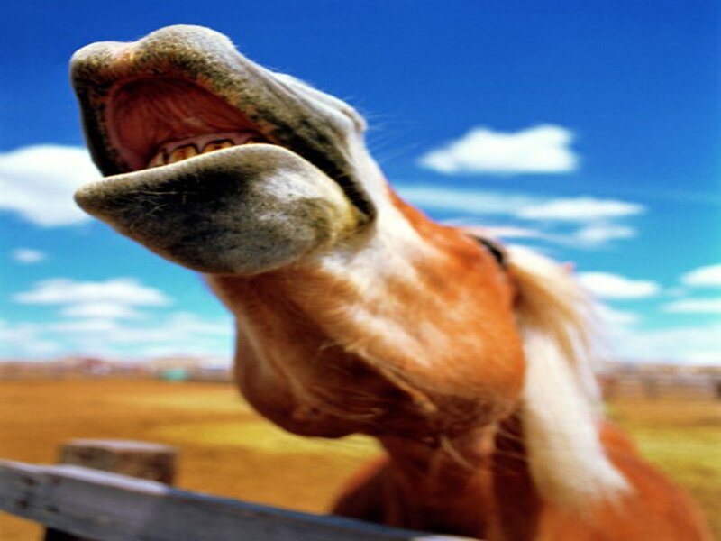Horse with Open Mouth — Blue