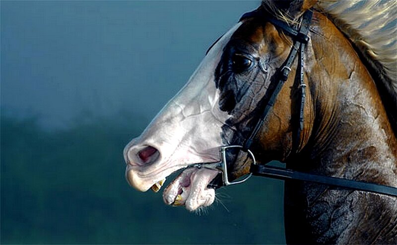 Horse with Open Mouth — Brown, Dramatic