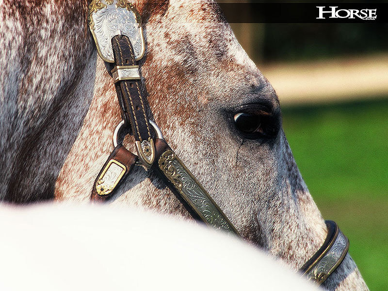 horse with ornate bridle