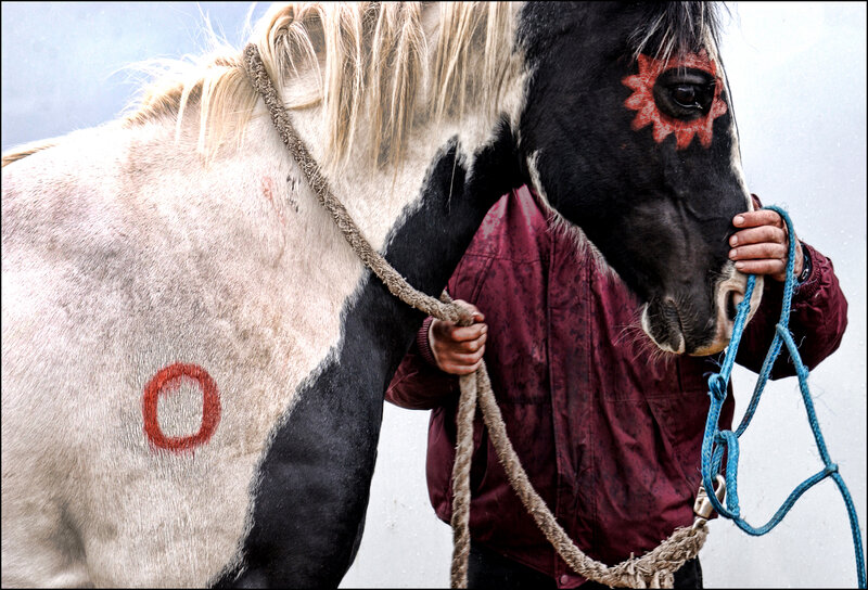 Horse with Painted Markings
