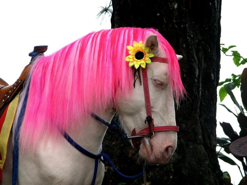 horse with pink mane