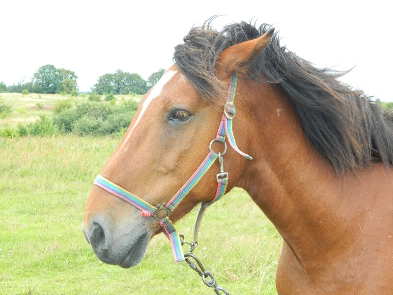 horse with rainbow halter