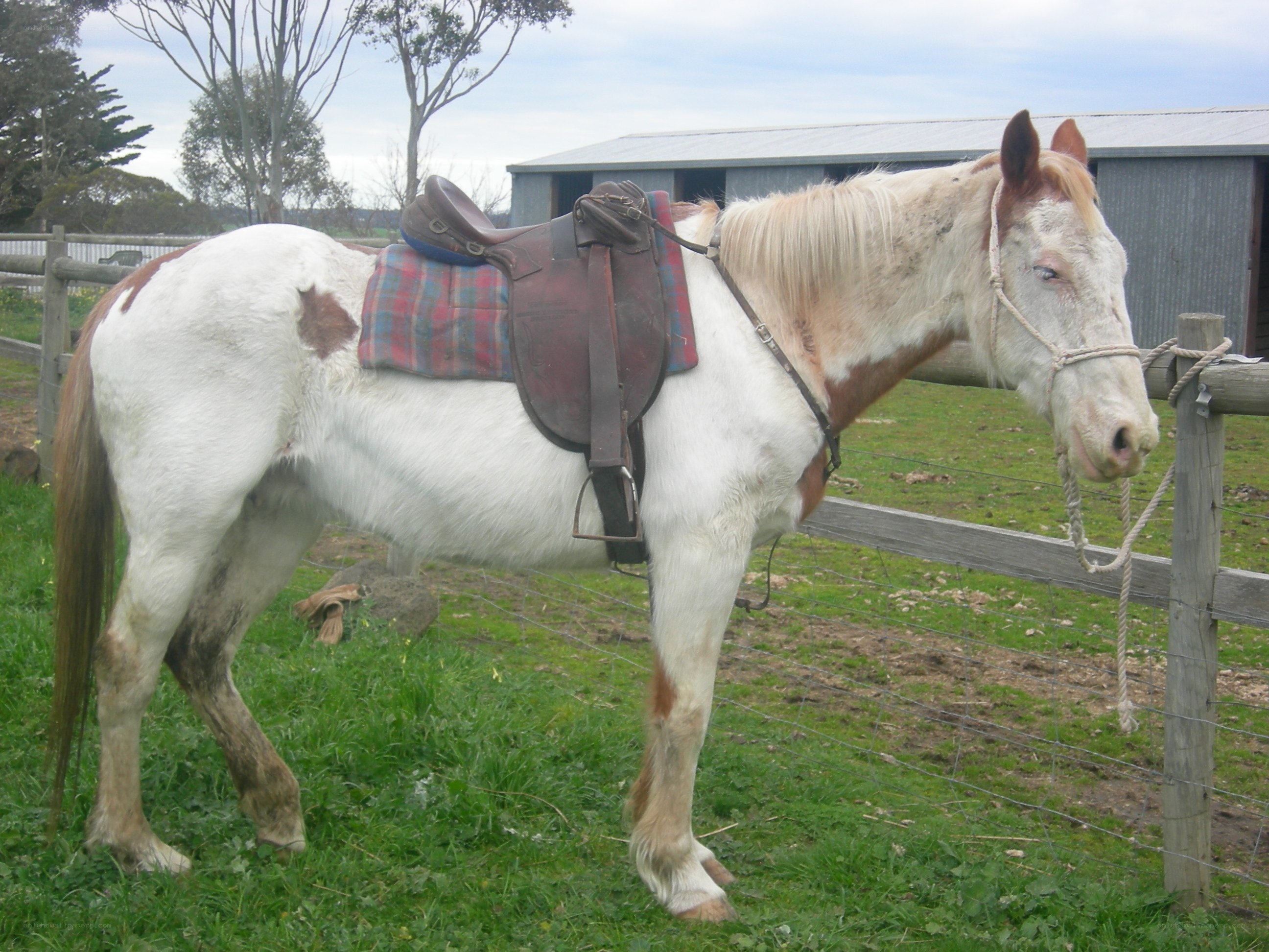 horse with saddle in field
