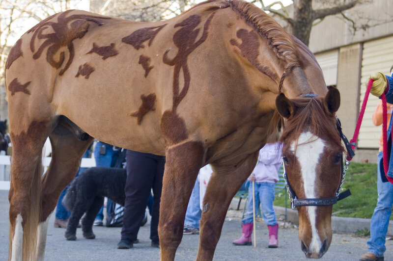 Horse with Shaved Patterns