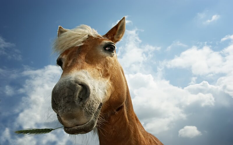 horse with wheat stalk
