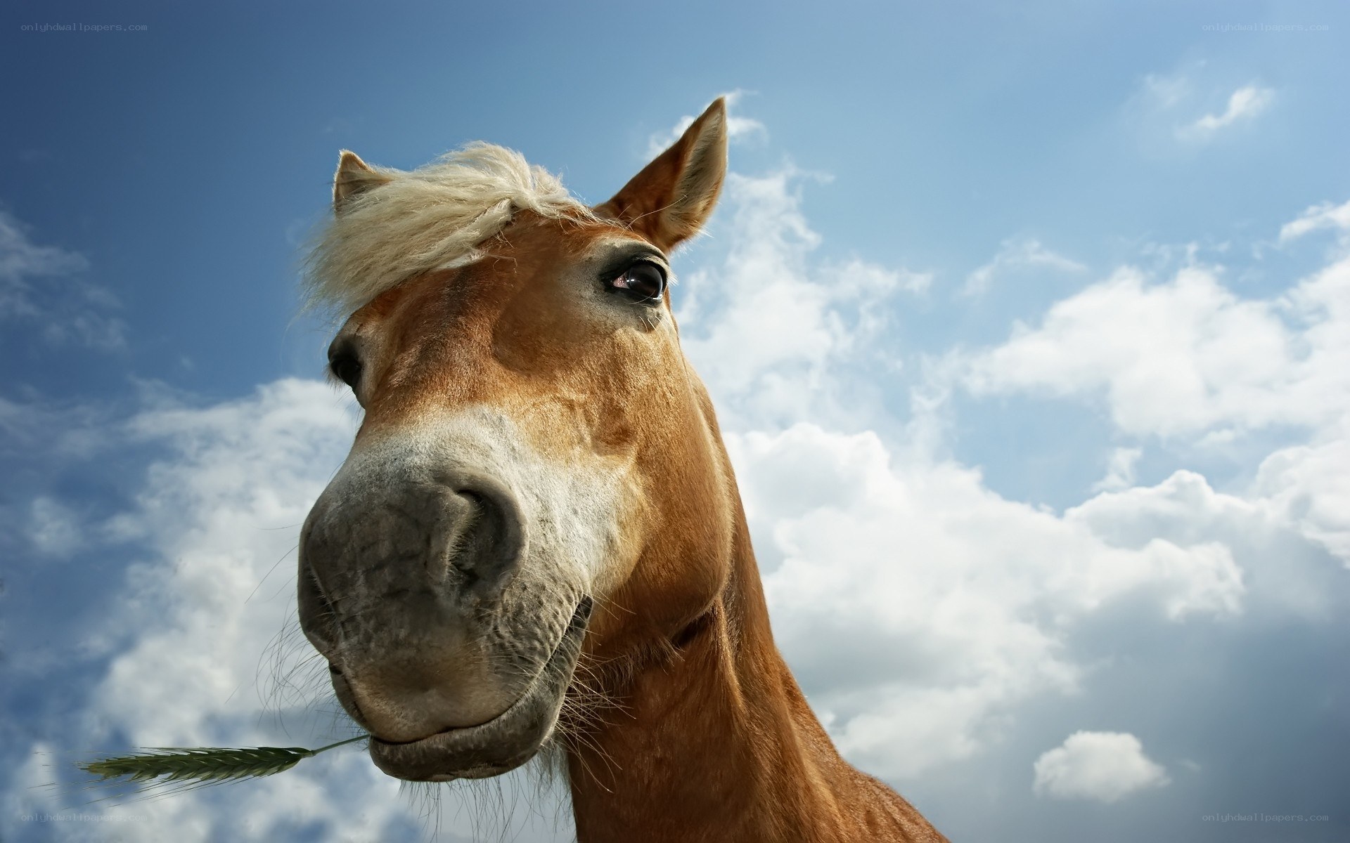 horse with wheat stalk
