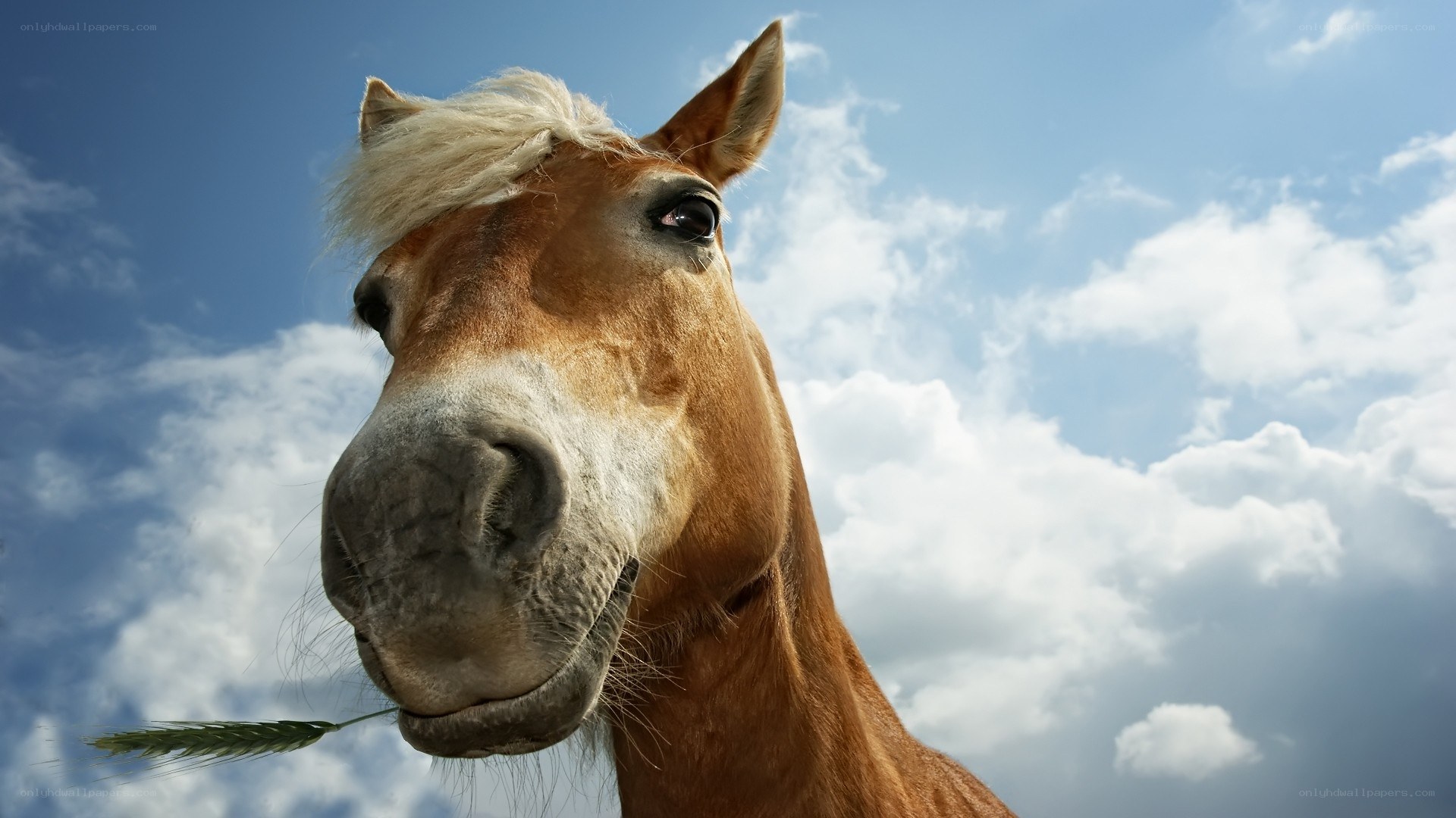 horse with wheat stalk