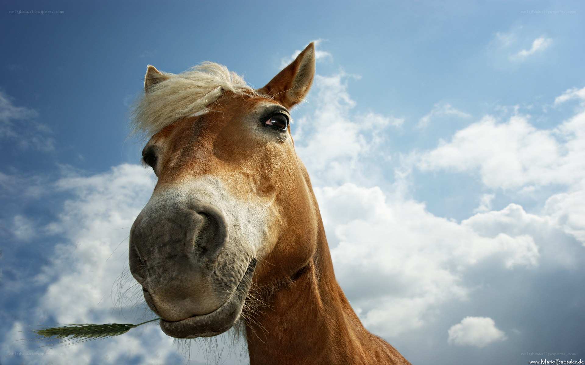 horse with wheat stalk