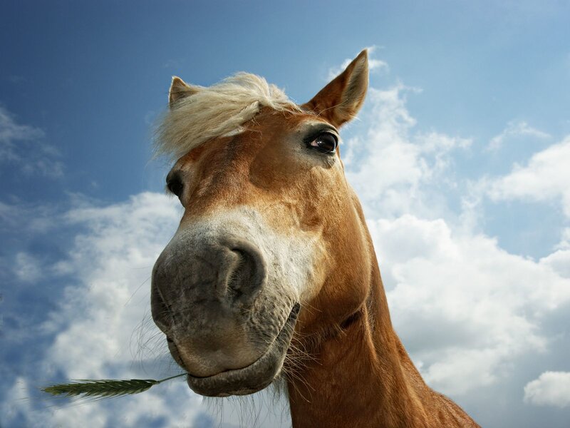 horse with wheat stalk