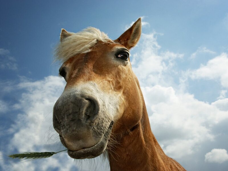 horse with wheat stalk