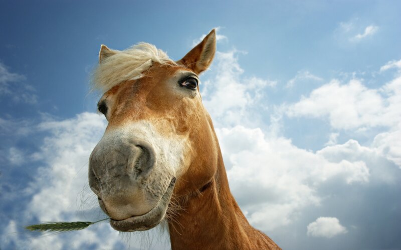 Horse with Wheat Stalk — Blue, Serene, Afternoon, Photograph, Wheat Stalk, Clouds